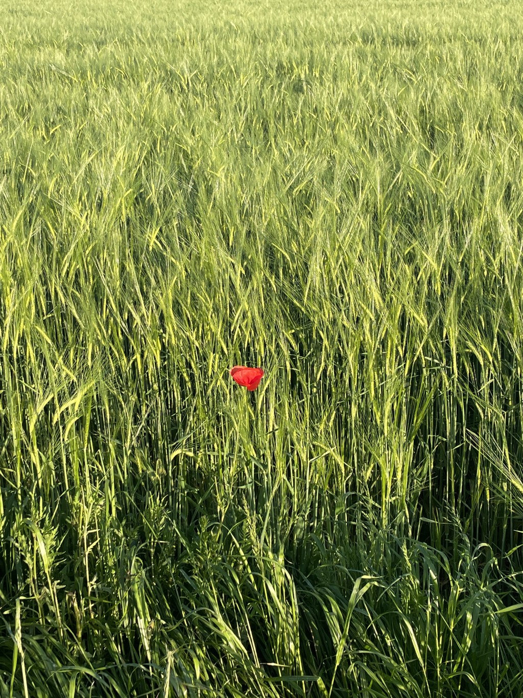 Neue Beiträge werden zukünftig hier erscheinen…